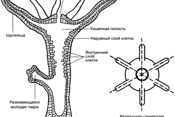 Ссылка на кракен официальный сайт